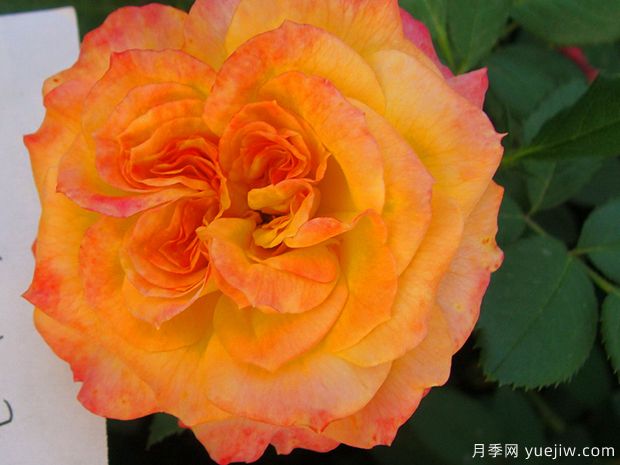 御花园月季的优缺点是什么？(图1)