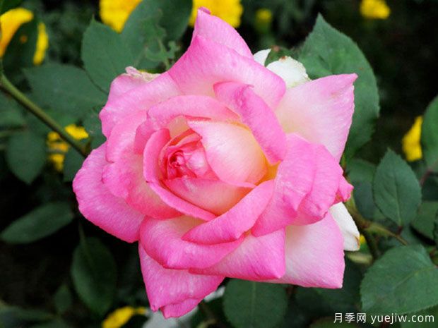 花车月季(图1)