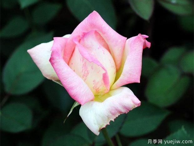 花车月季(图4)