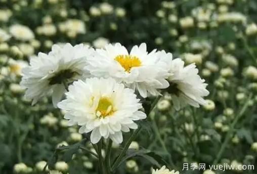 白菊花怎么养？菊花栽培注意事项(图1)