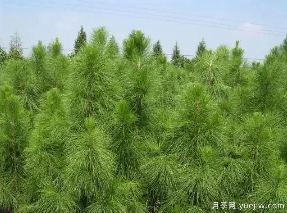 马尾松苗木种植培育技术实施要点(图1)