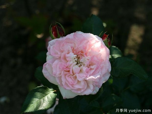 艾莲吉列月季(图3)