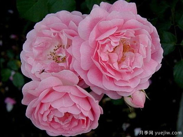 薰衣草少女 (3).jpg