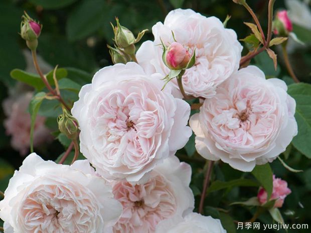 奥尔布莱顿月季/奥尔布莱顿兰布勒(图1)