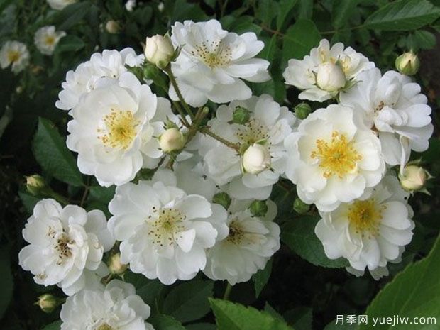 爱的花环月季(图1)