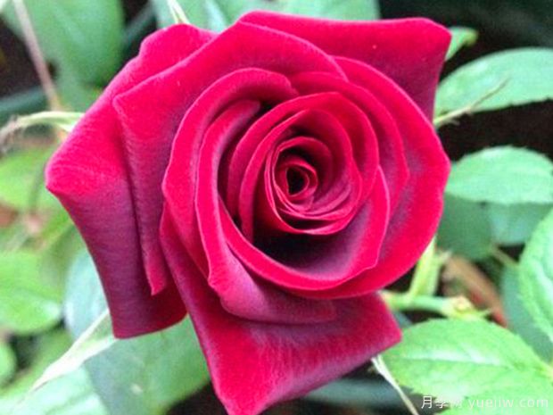 鲜花店的红色玫瑰月季，你喜欢哪一个？(图3)