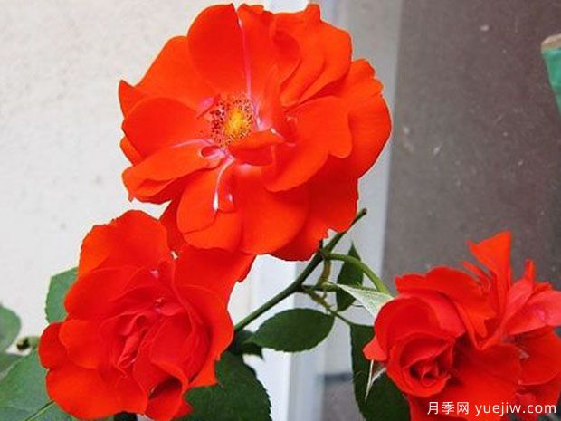 橘红火焰月季的优缺点是什么？(图1)
