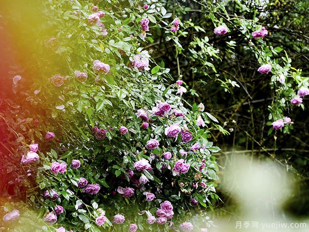 重庆涪陵月季花开 雨中绽放别有韵味(图2)