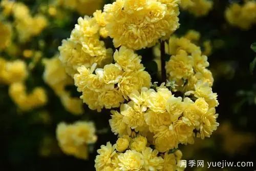 黄木香开花好看又好闻，快速花墙(图1)