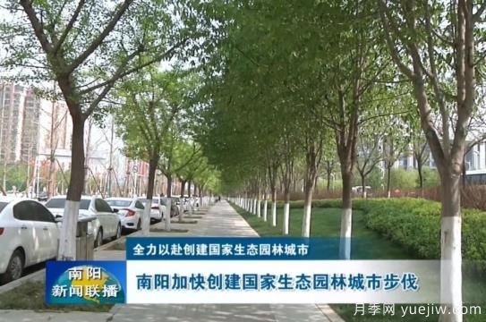 已种月季103万多株，南阳加快创建国家生态园林城市步伐(图1)