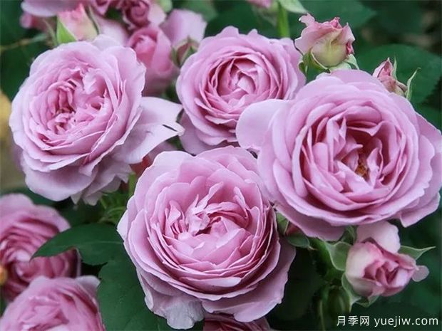 可能是***好用的玫瑰养护知识(图2)