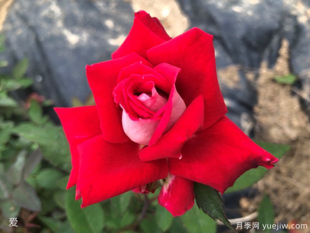 可能是***好用的玫瑰养护知识(图3)