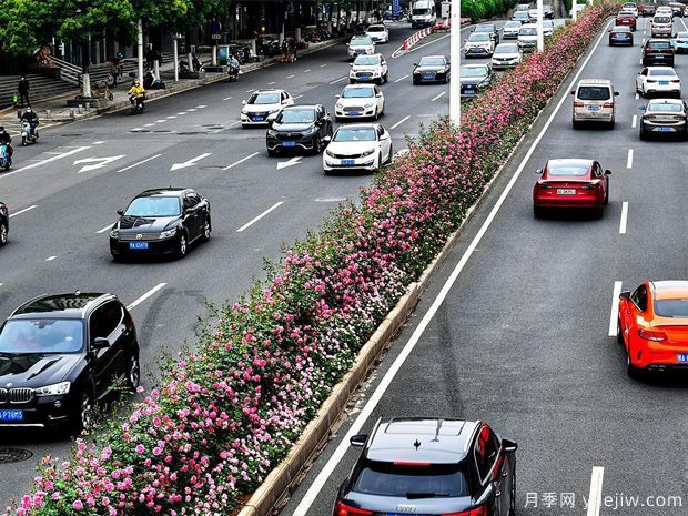 湖北武汉二环月季开放，48公里全线成景观花海大道(图5)