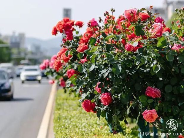 云南昆明树状月季争奇斗艳 扮靓城市街头(图2)