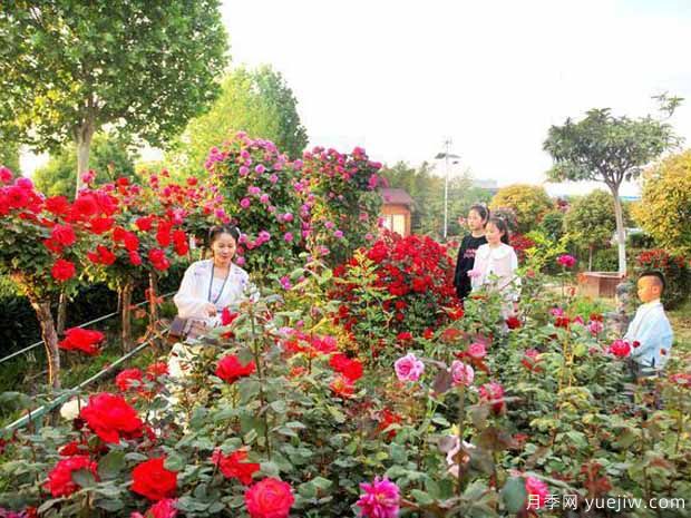 南阳月季市花文化和景观图集(图6)