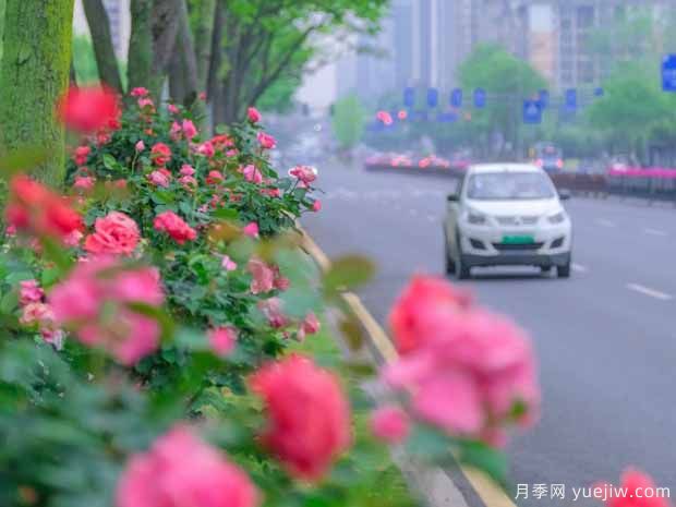 长沙月季应用和景观图集(图1)