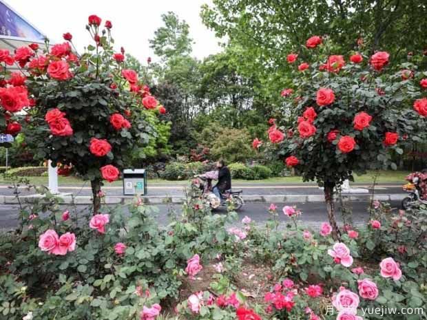 淮安月季市花文化和景观图集(图4)