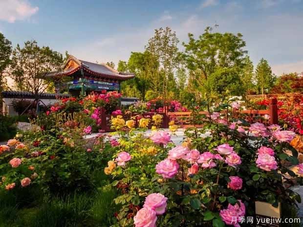 南阳月季市花文化和景观图集(图5)