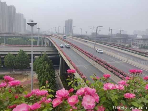 郑州月季市花文化和景观图集(图6)