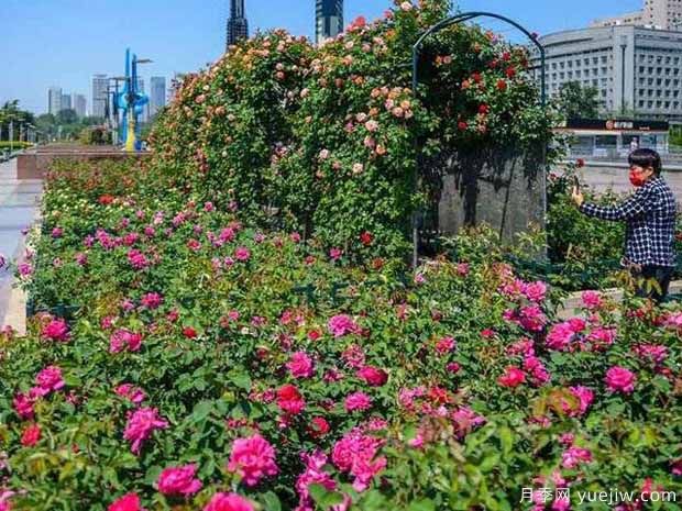 济南玫瑰市花文化和月季景观(图2)