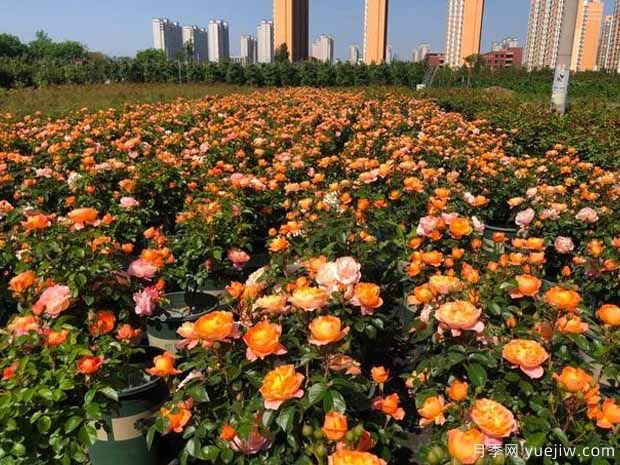 济南玫瑰市花文化和月季景观(图1)