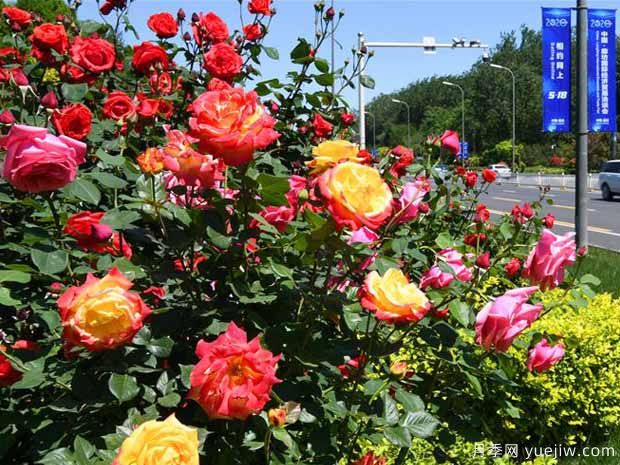 廊坊月季市花文化和景观图集(图1)