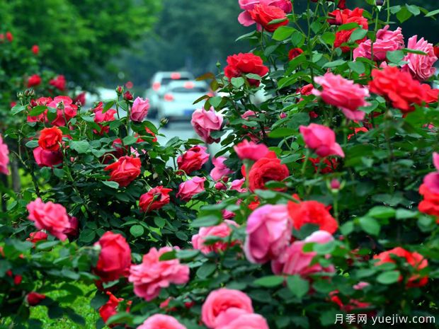 洛阳月季应用和景观图集(图1)