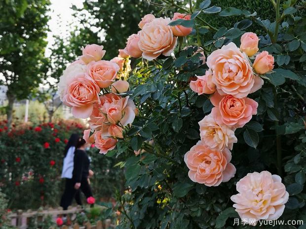 平顶山月季市花文化和景观图集(图2)