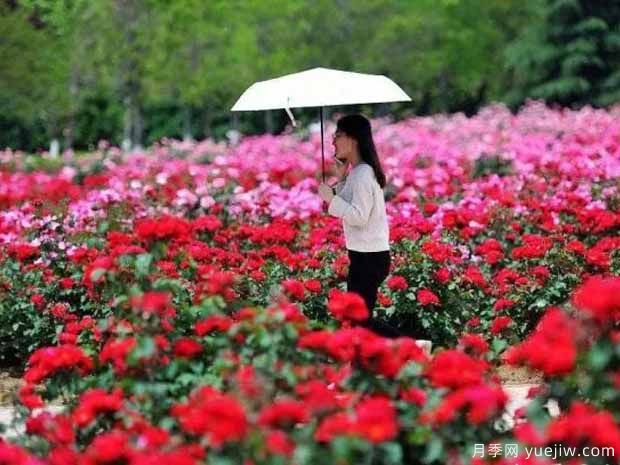 新乡月季应用和景观图集(图2)