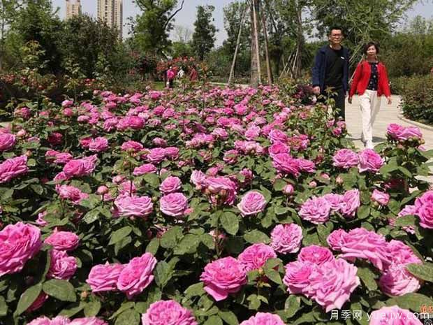 焦作月季市花文化和景观图集(图1)