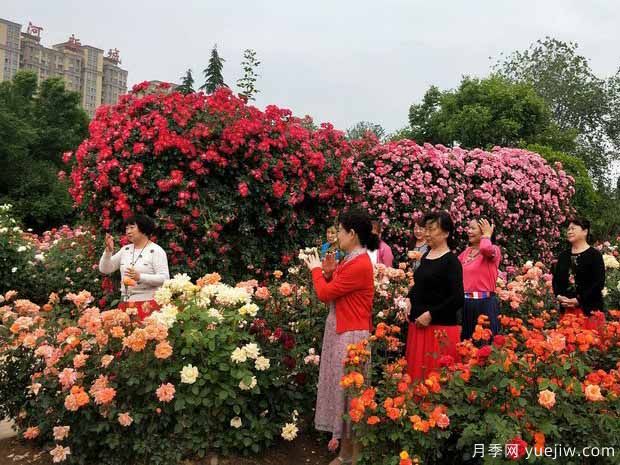 三门峡月季市花文化和景观图集(图1)