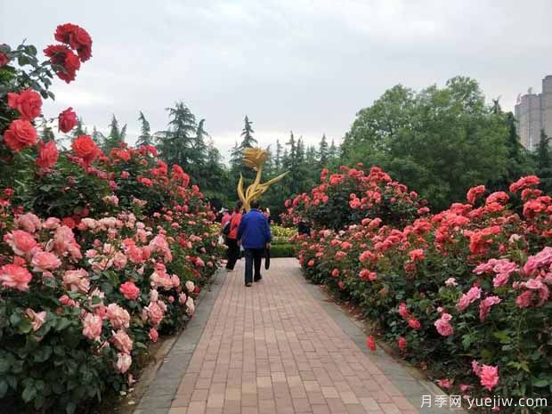 三门峡月季市花文化和景观图集(图3)