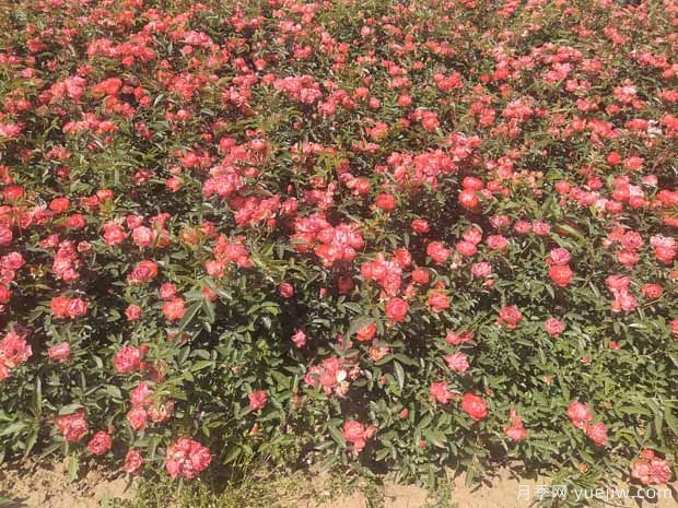 橙柯斯特月季/橙科斯特(图4)