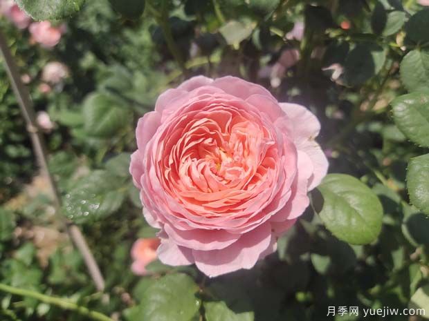 15个优秀英国奥斯汀灌木月季品种大赏(图1)