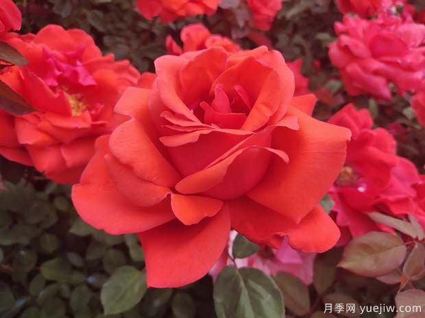 杂交茶香月季（ Hybrid Tea Roses ，简称 HT )(图1)