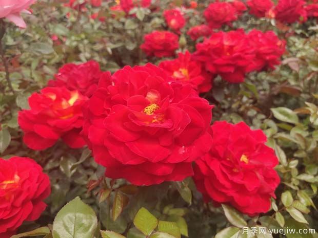 希望月季/吉普赛狂欢节(图3)
