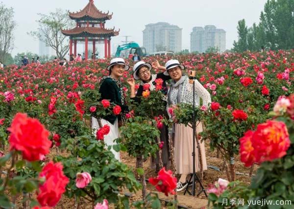 潍坊昌乐：西湖月季盛放期，五一假期花海来袭(图3)