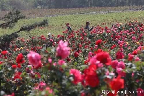 山东昌乐：百亩月季花海 引燃夏日激情(图2)