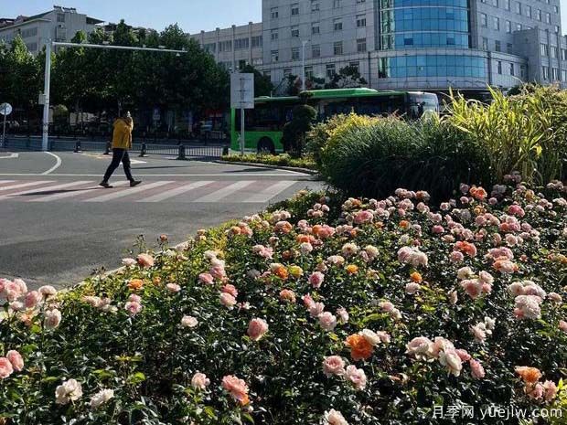 信阳平桥区6月满目繁花，开启月季美丽夏日(图1)