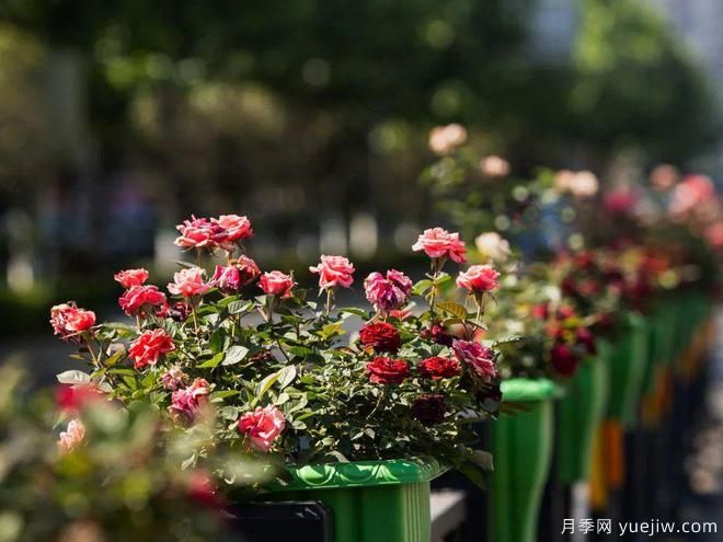 信阳平桥区6月满目繁花，开启月季美丽夏日(图2)