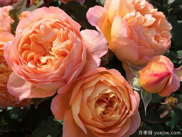 艾玛汉密尔顿夫人月季的优缺点是什么？(图1)