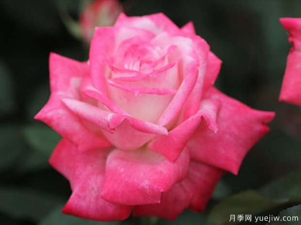 阿尔推斯75月季的优缺点是什么？(图1)
