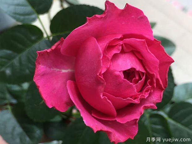 伊芙日出月季介绍和优缺点(图1)