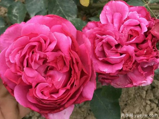 伊芙伊冯娜洛里奥月季/伊芙里奥(图2)