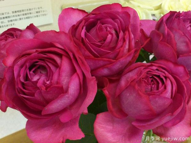 伊芙伊冯娜洛里奥月季/伊芙里奥(图1)