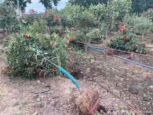 什么苗苗木要带土球？什么花苗不用带土球？(图1)