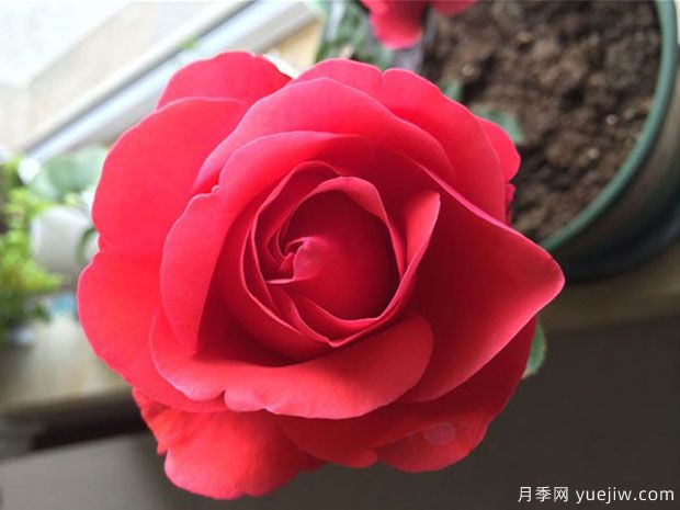 翰钱月季(图3)