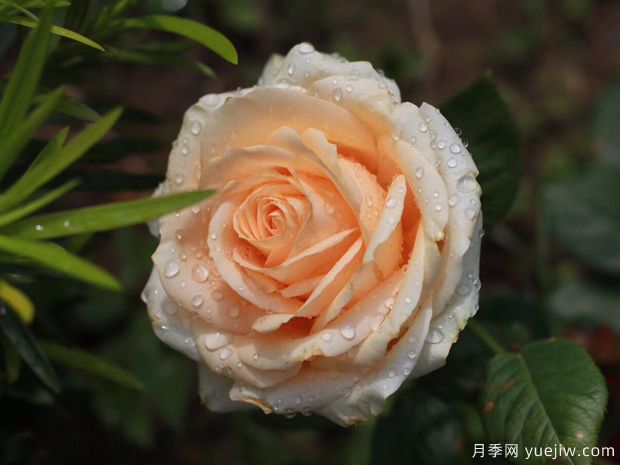 推荐8款玫瑰赠佳人，娇艳欲滴颜色艳丽(图3)