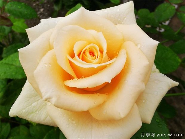 昆明斗南市场热销的十大切花玫瑰有哪些？(图1)