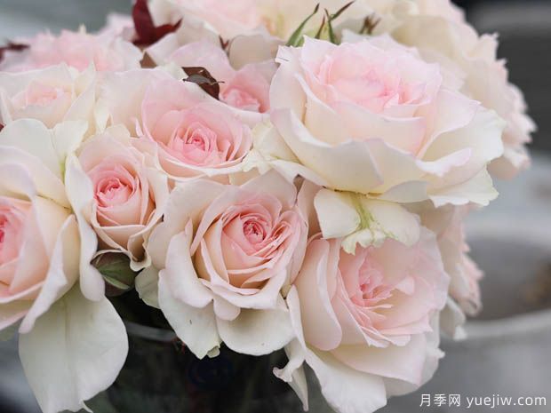 古典舞裙 (5).jpg